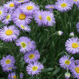 Erigeron Speciosus grandiflorus vaso 9
