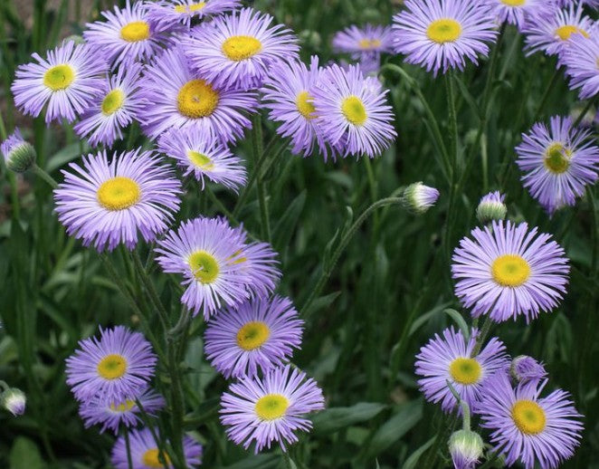 Erigeron Speciosus grandiflorus vaso 9