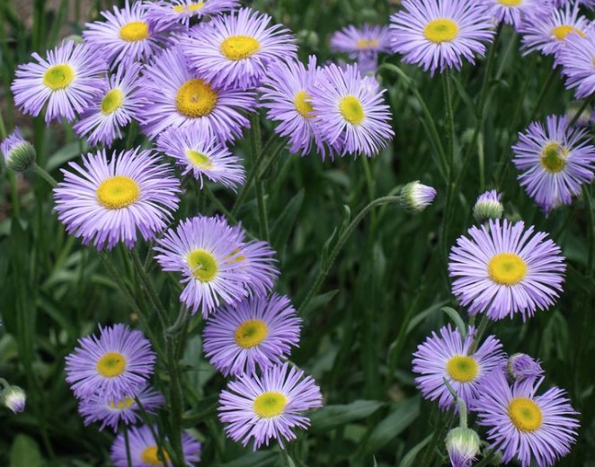 Erigeron Speciosus grandiflorus vaso 9