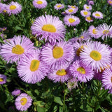 Erigeron Speciosus rosa juwel vaso 9
