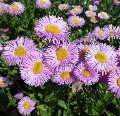Erigeron Speciosus rosa juwel vaso 9