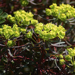 Euphorbia  Cyparissias Clarice Howard  v.9