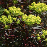 Euphorbia  Cyparissias Clarice Howard  v.9