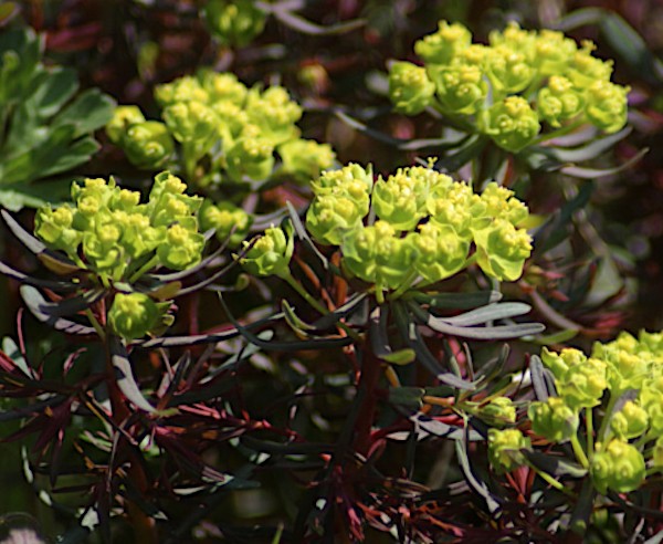 Euphorbia  Cyparissias Clarice Howard  v.9