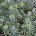 Euphorbia  Cyparissias Clarice Howard  v.9