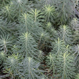 Euphorbia  Cyparissias Clarice Howard  v.9
