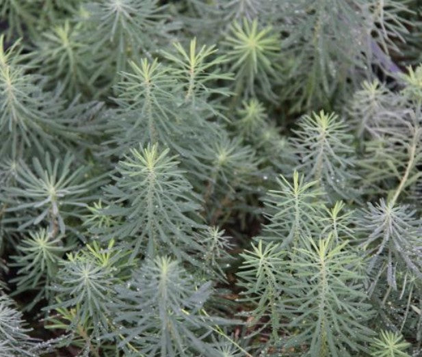 Euphorbia  Cyparissias Clarice Howard  v.9