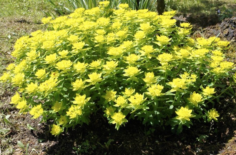 Euphorbia  Polychroma  v.9