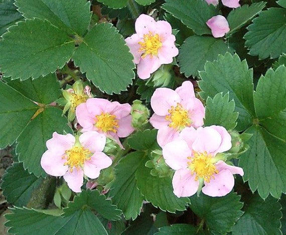 Fragraria Hybrida v.9