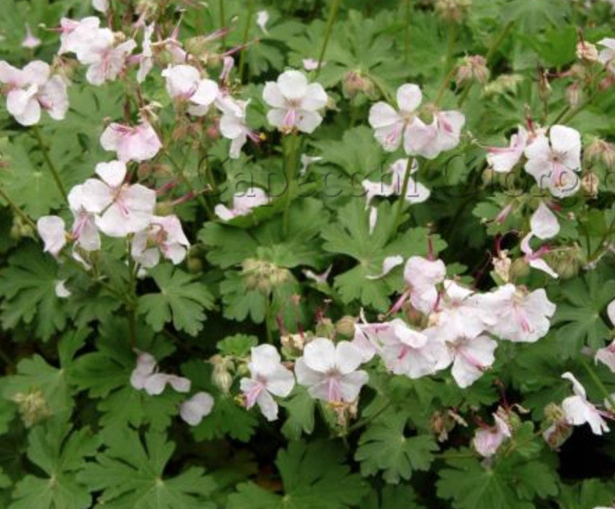 Geranium Cantabrigiense  biokovo v. 9