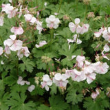 Geranium Cantabrigiense  biokovo v. 9