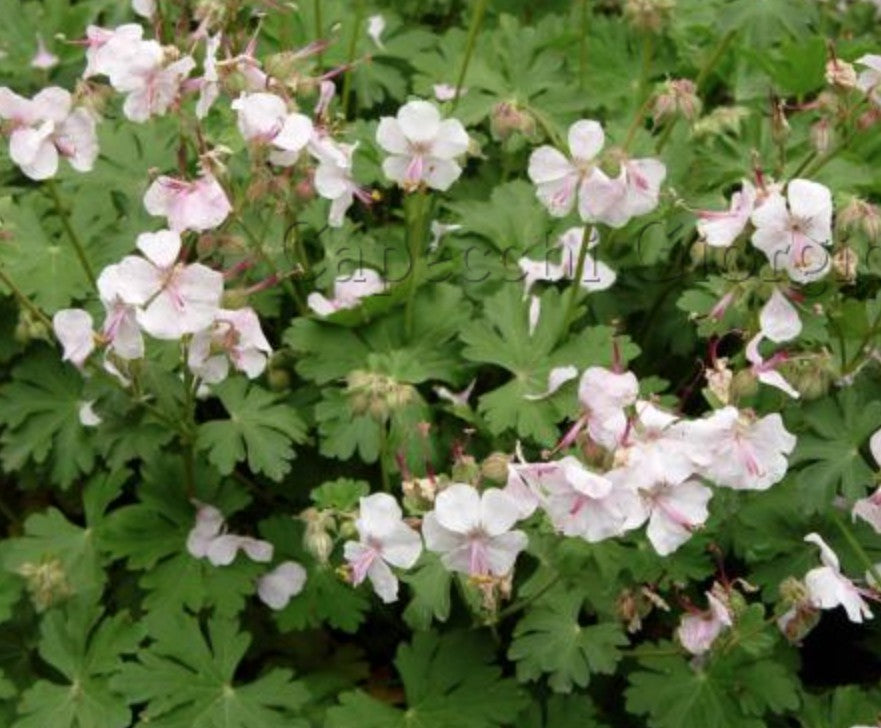 Geranium Cantabrigiense  biokovo v. 9