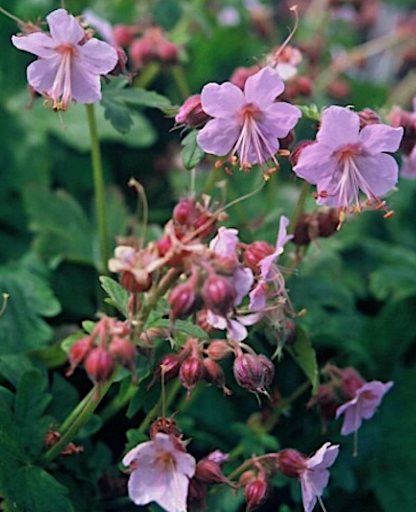 Geranium Macrorrhizum Ingwersen v.9