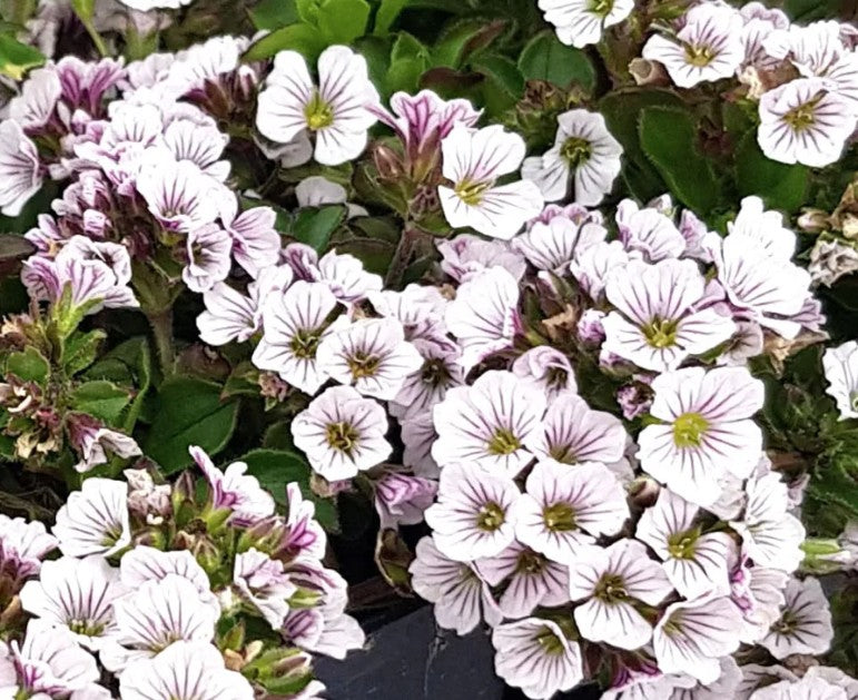 Gypsophila Cerastioides v.9