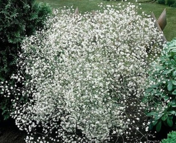 Gypsophila paniculata Perfecta vaso 9
