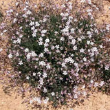 Gypsophila repens v.9
