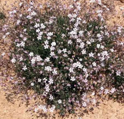 Gypsophila repens v.9
