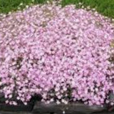 Gypsophila repens rosea v.9