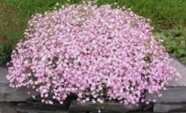 Gypsophila repens rosea v.9