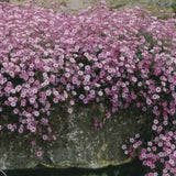Gypsophila repens rosenschleier v.9