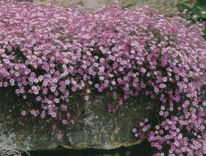 Gypsophila repens rosenschleier v.9