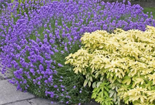 Lavandula angustifolia ‘Dwarf Blue’ v.9