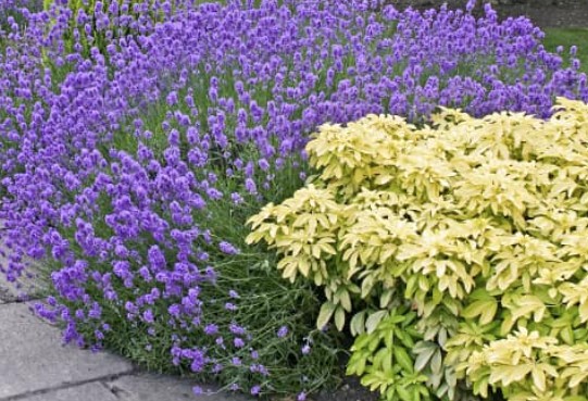 Lavandula angustifolia ‘Dwarf Blue’ v.9