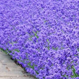 Lavandula angustifolia 'Munstead' vaso 9