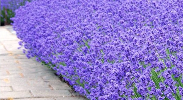 Lavandula angustifolia 'Munstead' vaso 9