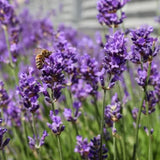 Lavandula angustifolia ‘Munstead’ v.9