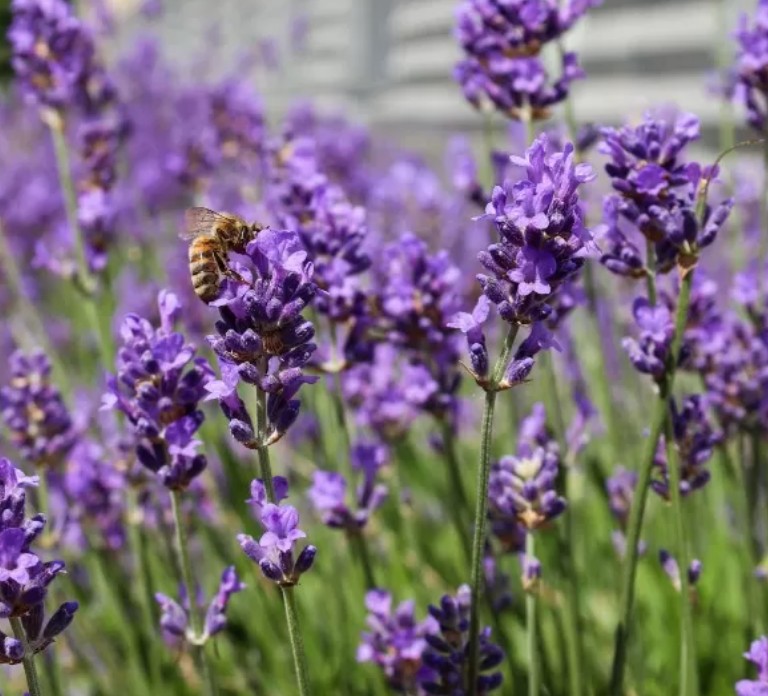 Lavandula angustifolia ‘Munstead’ v.9