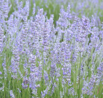Lavandula intermedia Grappenhall’ v.9