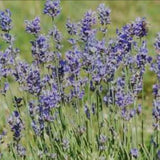Lavandula Lanata Silbersamt v.9