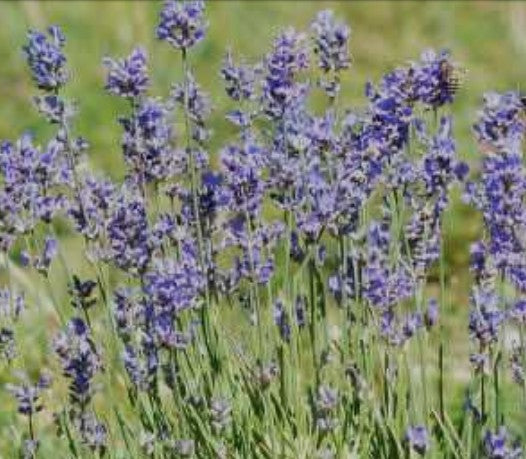 Lavandula Lanata Silbersamt v.9