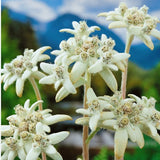 Leontopodium alpinum Mont Blanc (Stella alpina) coltivata vaso 9