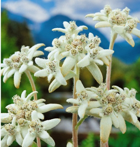 Leontopodium alpinum Mont Blanc (Stella alpina) coltivata vaso 9