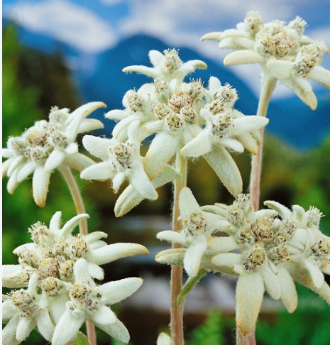 Leontopodium alpinum Mont Blanc (Stella alpina) coltivata vaso 9