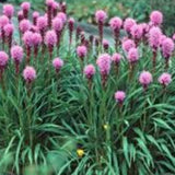 Liatris spicata 'Floristan Kobold' vaso 9 cm