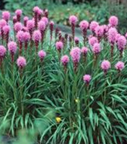 Liatris spicata 'Floristan Kobold' vaso 9 cm