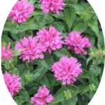 Monarda 'Fistulosa Croftway pink  v.9
