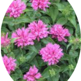 Monarda 'Fistulosa Croftway pink  v.9