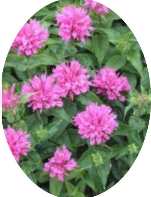 Monarda 'Fistulosa Croftway pink  v.9