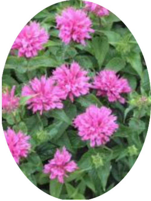 Monarda 'Fistulosa Croftway pink  v.9