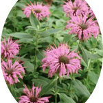 Monarda 'Fistulosa Croftway pink  v.9