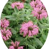 Monarda 'Fistulosa Croftway pink  v.9