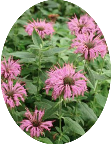 Monarda 'Fistulosa Croftway pink  v.9