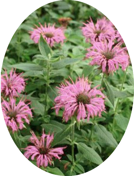 Monarda 'Fistulosa Croftway pink  v.9