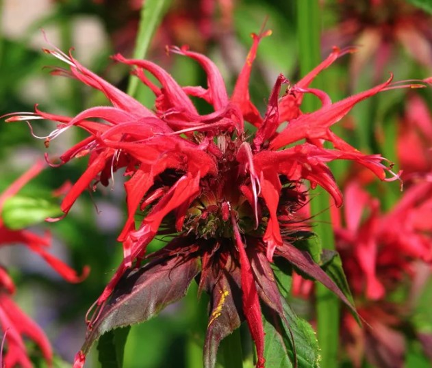 Monarda hyb. squaw  v.9