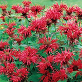 Monarda hyb. Cambridge scarlet  v.9