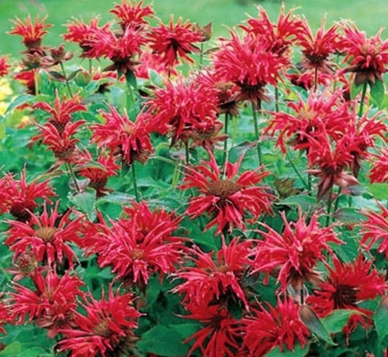 Monarda hyb. Cambridge scarlet  v.9